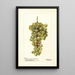 Vitis Madeleine Blanche de Jacques - Deborah Griscom Passmore — framed artwork on a wall