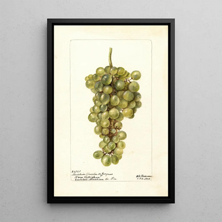Vitis Madeleine Blanche de Jacques - Deborah Griscom Passmore — framed artwork on a wall