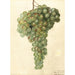 Vitis Malaga - Deborah Griscom Passmore — artwork view