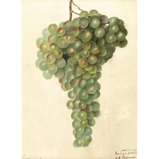 Vitis Malaga - Deborah Griscom Passmore — artwork view
