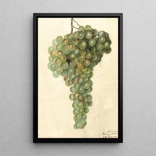 Vitis Malaga - Deborah Griscom Passmore — framed artwork on a wall