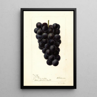 Reproduction of the painting Vitis McPike - Deborah Griscom Passmore