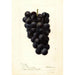 Reproduction of the painting Vitis McPike - Deborah Griscom Passmore