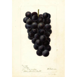 Reproduction of the painting Vitis McPike - Deborah Griscom Passmore