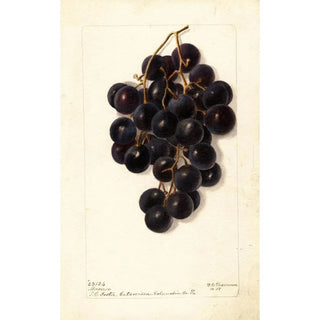 Vitis Merceron - Deborah Griscom Passmore — artwork view