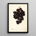 Vitis Merceron - Deborah Griscom Passmore — framed artwork on a wall