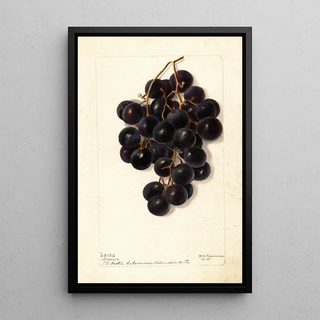 Vitis Merceron - Deborah Griscom Passmore — framed artwork on a wall