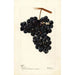 Vitis Pawvur - Deborah Griscom Passmore — artwork view