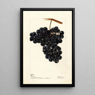 Vitis Pawvur - Deborah Griscom Passmore — framed artwork on a wall