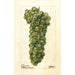 Vitis Sauvignon Vert - Deborah Griscom Passmore — artwork view