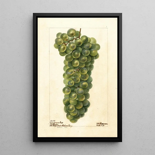 Vitis Sauvignon Vert - Deborah Griscom Passmore — framed artwork on a wall