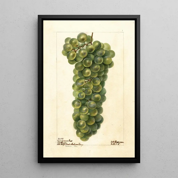 Vitis Sauvignon Vert - Deborah Griscom Passmore — framed artwork on a wall