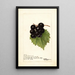 Reproduction of the painting Vitis Smiths Improved - Deborah Griscom Passmore