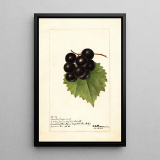 Reproduction of the painting Vitis Smiths Improved - Deborah Griscom Passmore
