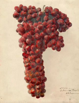 Vitis Sultanina Rosea - Deborah Griscom Passmore — artwork view