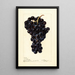 Reproduction of the painting Vitis Superbe - Deborah Griscom Passmore