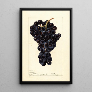 Reproduction of the painting Vitis Superbe - Deborah Griscom Passmore