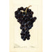 Reproduction of the painting Vitis Superbe - Deborah Griscom Passmore