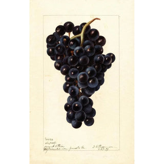 Reproduction of the painting Vitis Superbe - Deborah Griscom Passmore