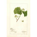 Vitis White Staminate - Deborah Griscom Passmore — artwork view