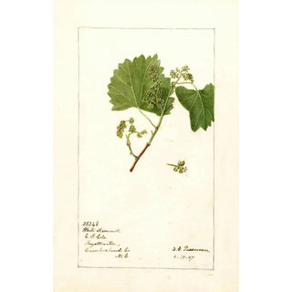 Vitis White Staminate - Deborah Griscom Passmore — artwork view