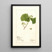 Vitis White Staminate - Deborah Griscom Passmore — framed artwork on a wall