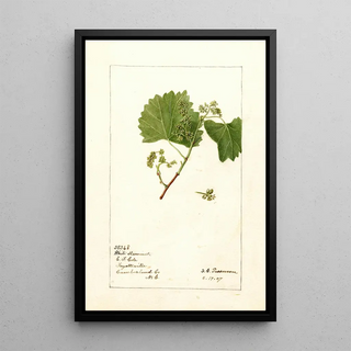 Vitis White Staminate - Deborah Griscom Passmore — framed artwork on a wall