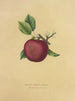 Apple sweet Baily - Dellon Marcus Dewey — artwork view