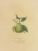 Beurre Giffard Pear - Dellon Marcus Dewey — artwork view