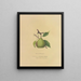 Beurre Giffard Pear - Dellon Marcus Dewey — framed artwork on a wall