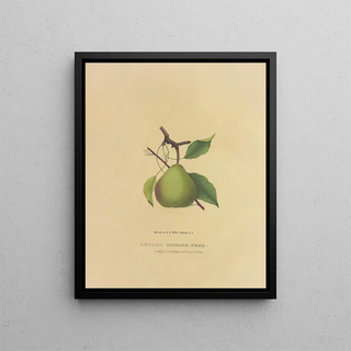 Dellon Marcus Dewey - Beurre Giffard Pear.webp