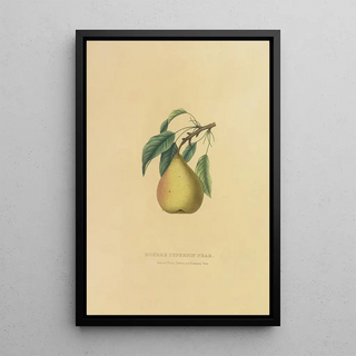 Reproduction of the painting Pear Beurré Superfin - Dellon Marcus Dewey