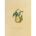Reproduction of the painting Pear Beurré Superfin - Dellon Marcus Dewey