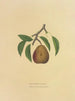 Pear Buffum - Dellon Marcus Dewey — artwork view