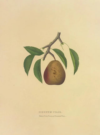 Pear Buffum - Dellon Marcus Dewey — artwork view