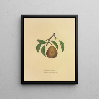 Pear Buffum - Dellon Marcus Dewey — framed artwork on a wall