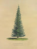 Douglas Fir Painting - Dellon Marcus Dewey — artwork view