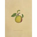 Reproduction of the painting Easter Butter Pear Painting - Dellon Marcus Dewey