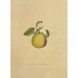 Reproduction of the painting Easter Butter Pear Painting - Dellon Marcus Dewey