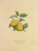 Pear of Summer Osbands - Dellon Marcus Dewey — artwork view