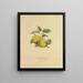 Pear of Summer Osbands - Dellon Marcus Dewey — framed artwork on a wall