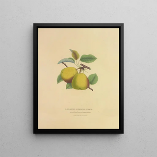 Pear of Summer Osbands - Dellon Marcus Dewey — framed artwork on a wall