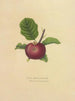 Astrakhan rouge - Dellon Marcus Dewey — artwork view