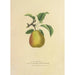 Pear Beauty Flemish - Dellon Marcus Dewey — artwork view