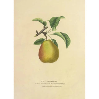 Pear Beauty Flemish - Dellon Marcus Dewey — artwork view