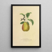 Pear Beauty Flemish - Dellon Marcus Dewey — framed artwork on a wall