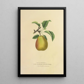Pear Beauty Flemish - Dellon Marcus Dewey — framed artwork on a wall