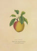 Campanule jaune - Dellon Marcus Dewey — artwork view