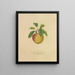 Campanule jaune - Dellon Marcus Dewey — framed artwork on a wall