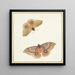 Two butterflies - Paulus Knogh — framed artwork on a wall